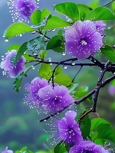 昆仑小子下山 昆仑小子下山